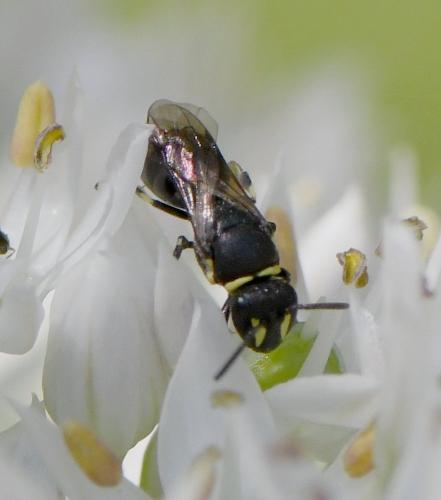 Réf. 239 516 : Hylaeus sp.